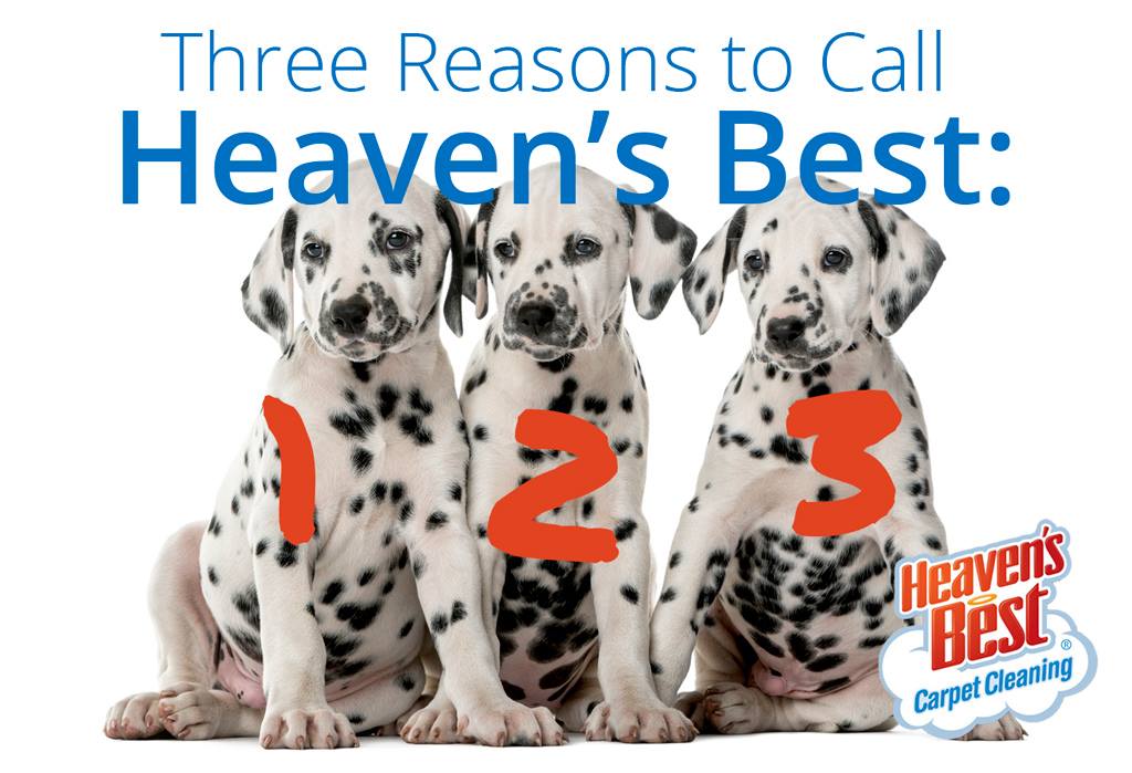 3 Reasons why you need Heaven’s Best Carpet Cleaning in Birmingham, AL